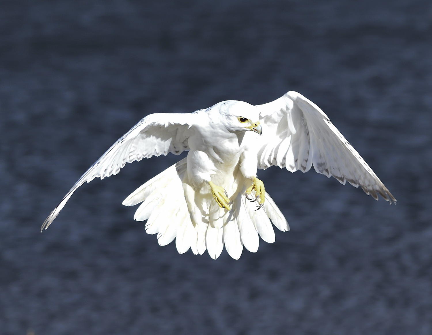 DSC_10800_1A3 - White Morph Gyrfalcon