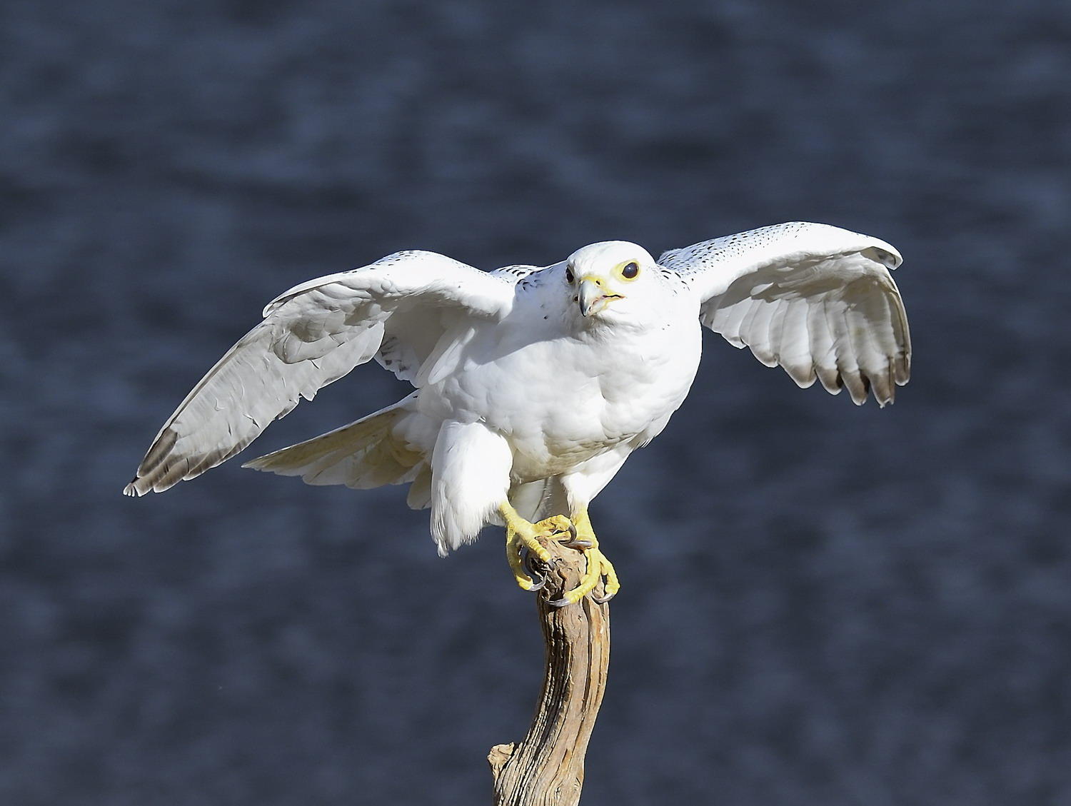 DSC_10814_1A3 - White Morph Gyrfalcon