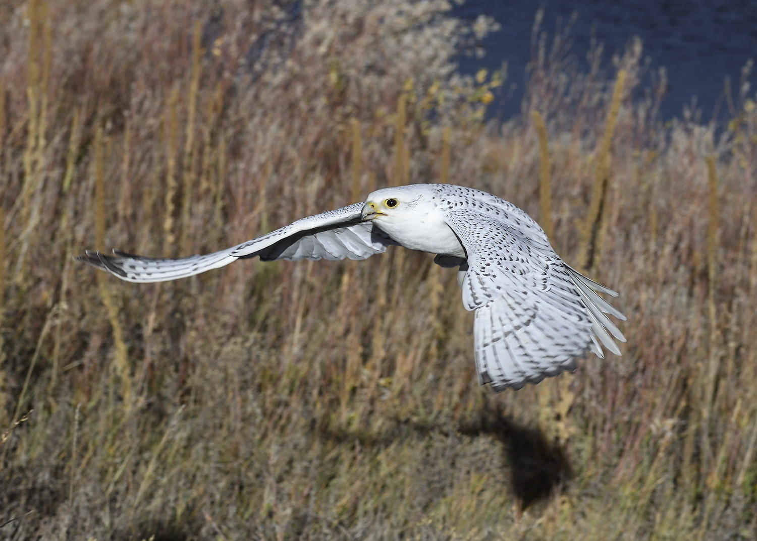 DSC_11199_1A2 - White Morph Gyrfalcon