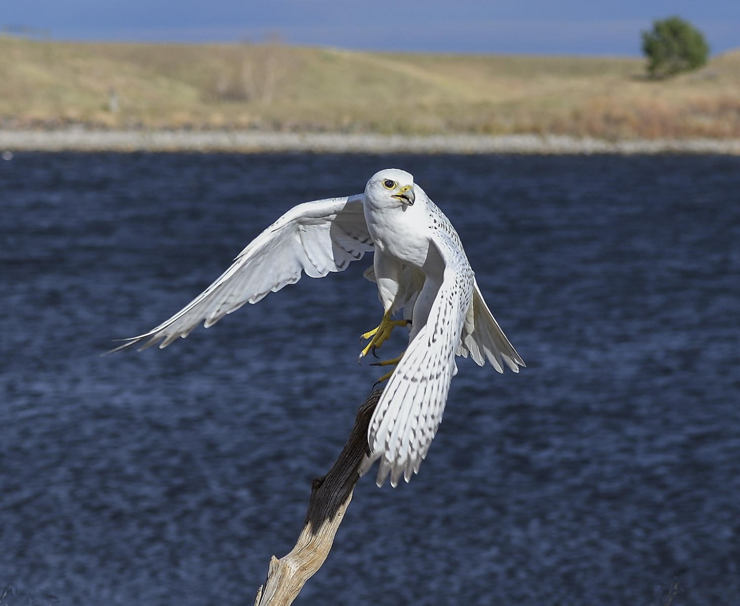 DSC_11267_1A3 - White Morph Gyrfalcon