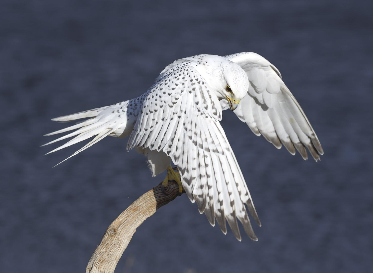 DSC_11391_1A3 - White Morph Gyrfalcon