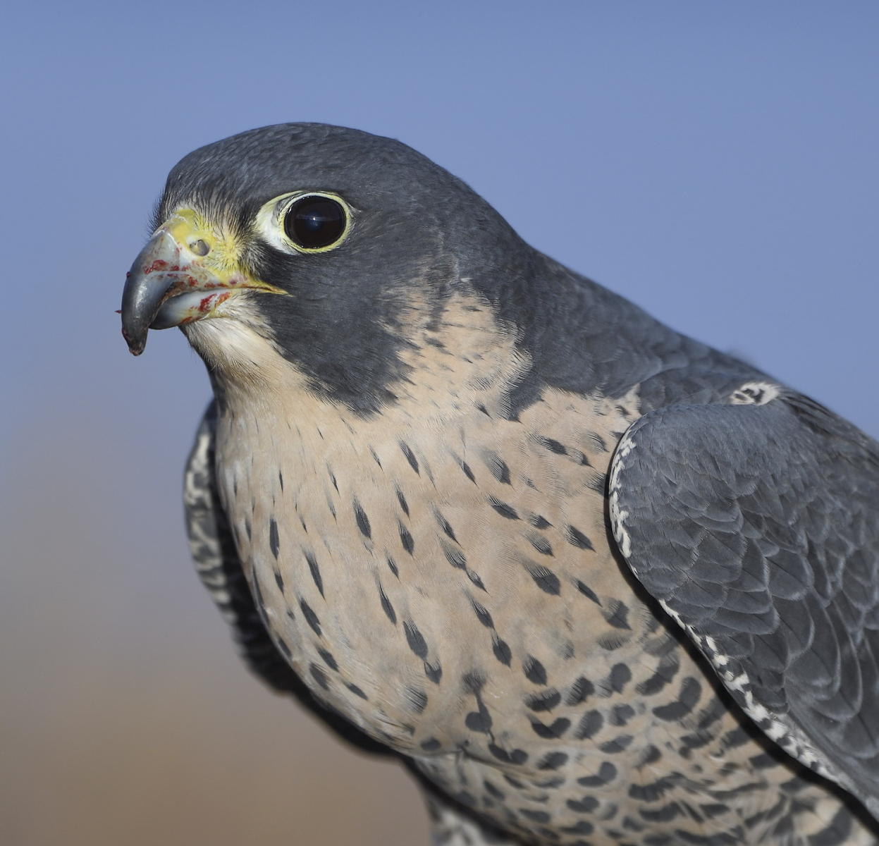 DSC_11486_1A2 - Peale's Peregine Falcon