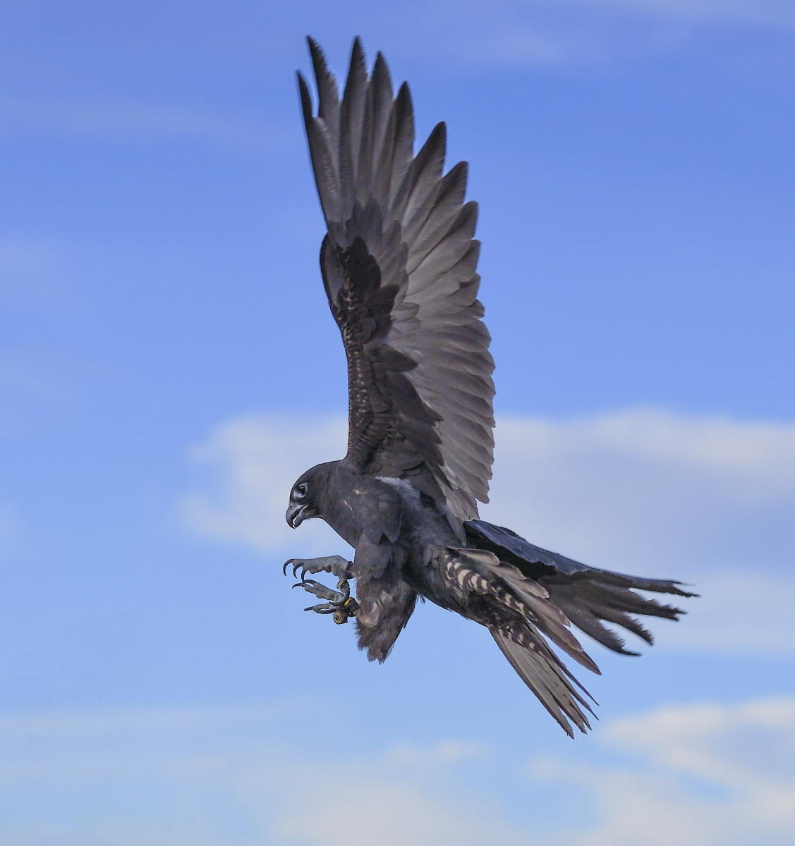 DSC_11538_1A3 - Dark Morph Gyrfalcon