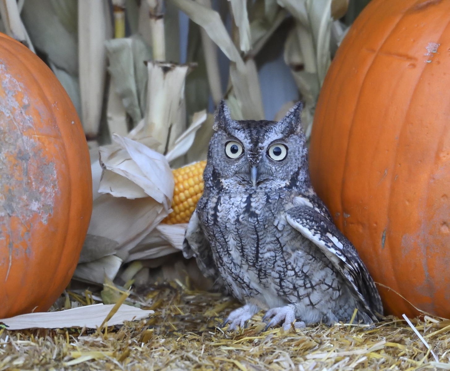 DSC_11968_1A3 - Eastern Screech Owl