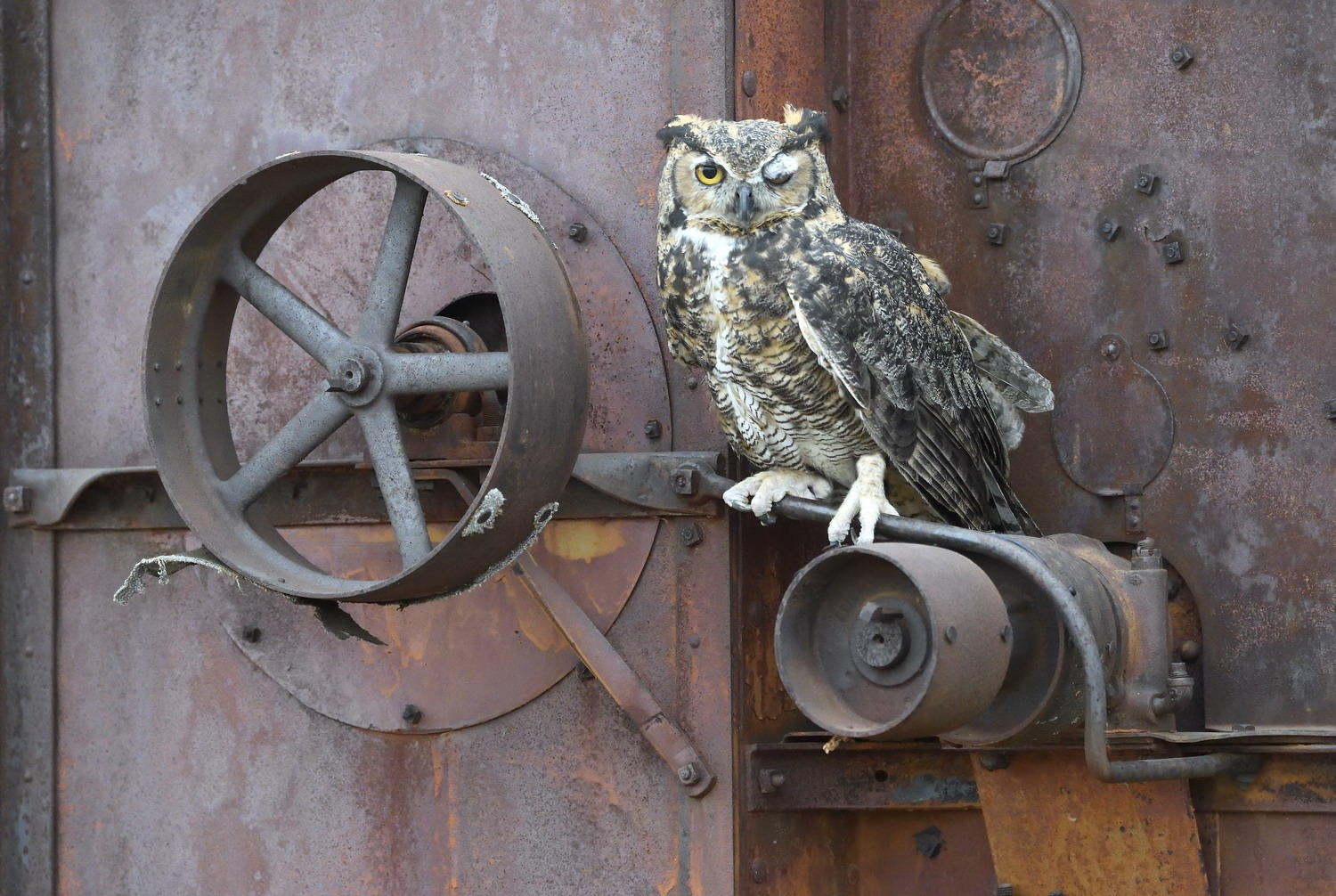 DSC_12120_1A3 - Great Horned Owl