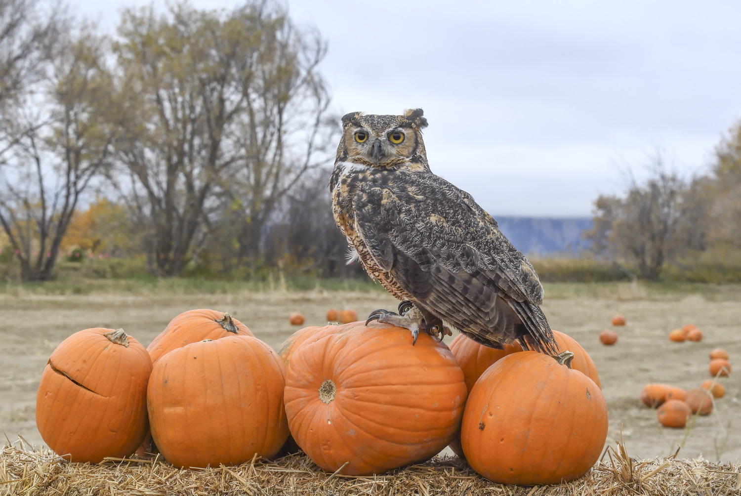 DSC_12374_1A3 - Great Horned Owl