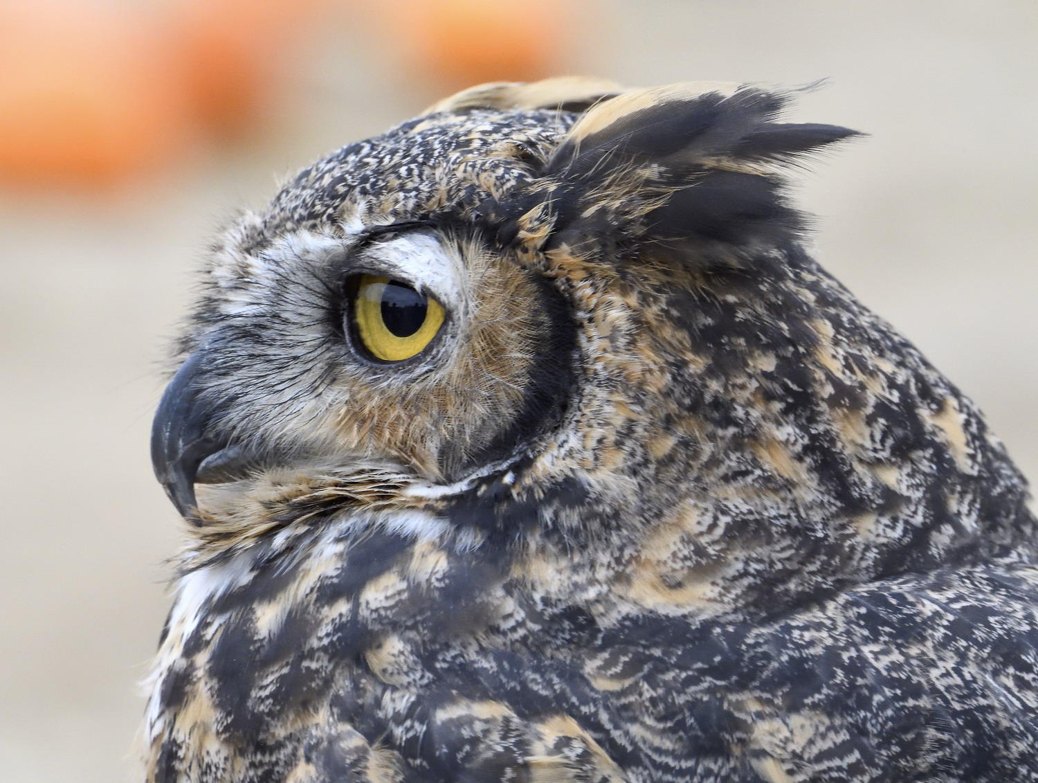 DSC_12383_1A2 - Great Horne Owl
