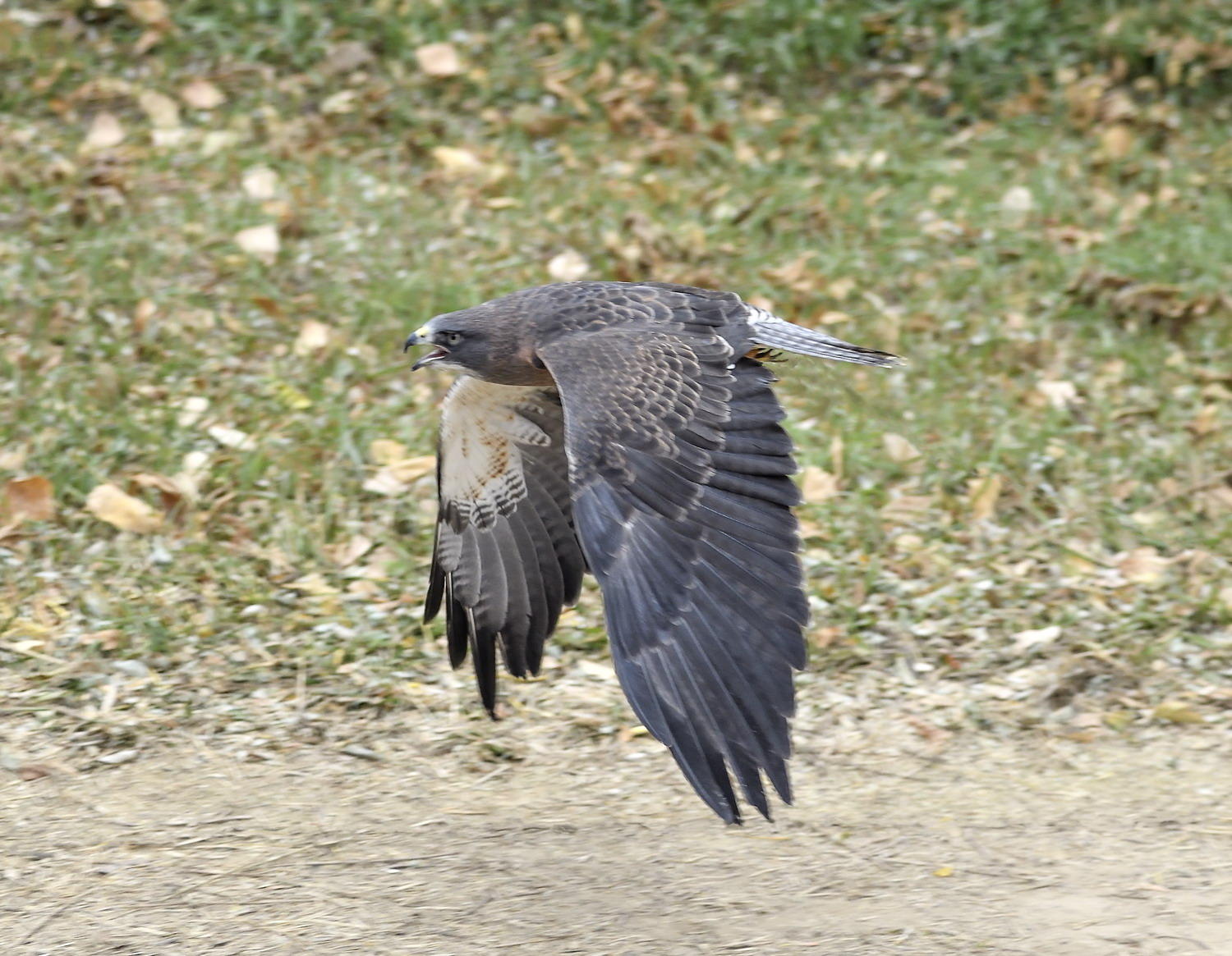 DSC_12467_1A4 - Swainson's Hawk