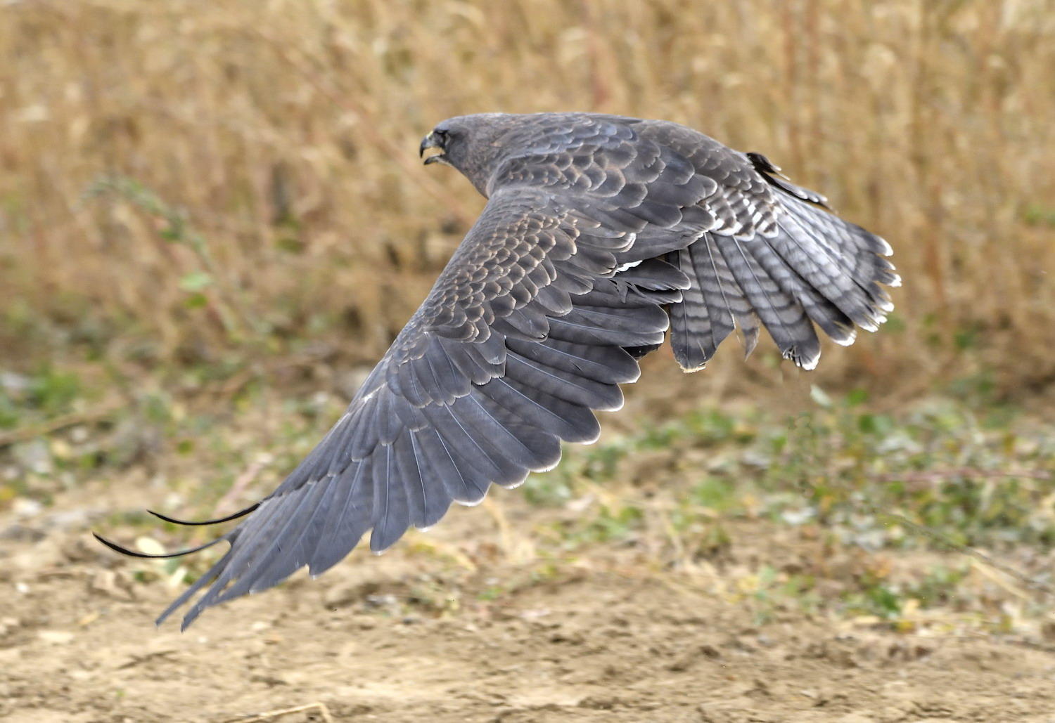 DSC_12702_1A4 - Swainson's Hawk