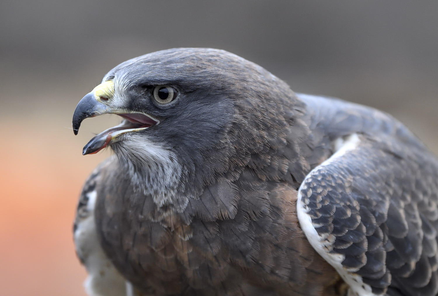 DSC_12999_1A2 - Swainson's Hawk