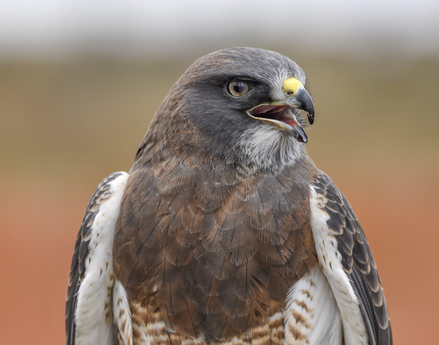 DSC_13014_1A2 - Swainson's Hawk