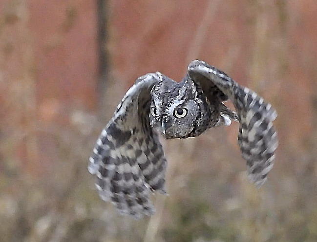 DSC_13180_1A4 - Eastern Screech Owl