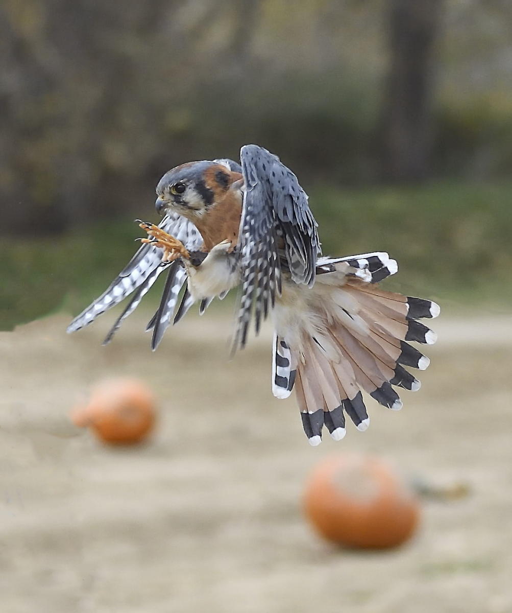 DSC_13198_1A4 - American Kestral