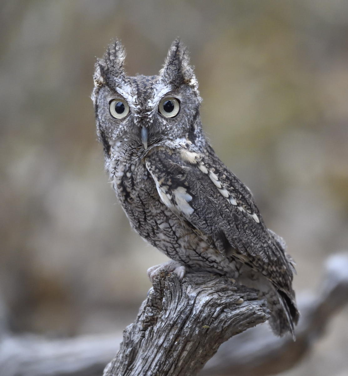 DSC_13379_1A2 - Eastern Screech Owl