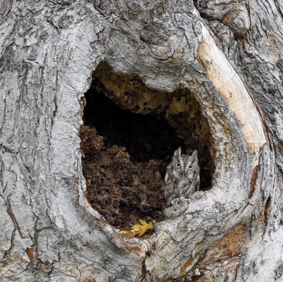 DSC_13461_1A4 - Eastern Screech Owl