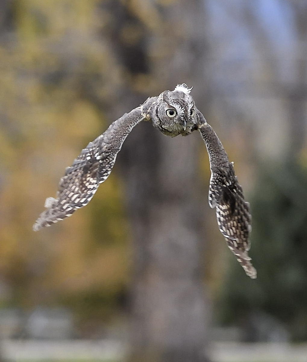 DSC_13516_1A4 - Eastern Screech Owl