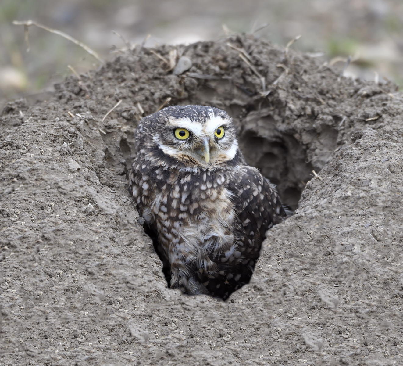 DSC_13595_1A3 - Burrowing Owl