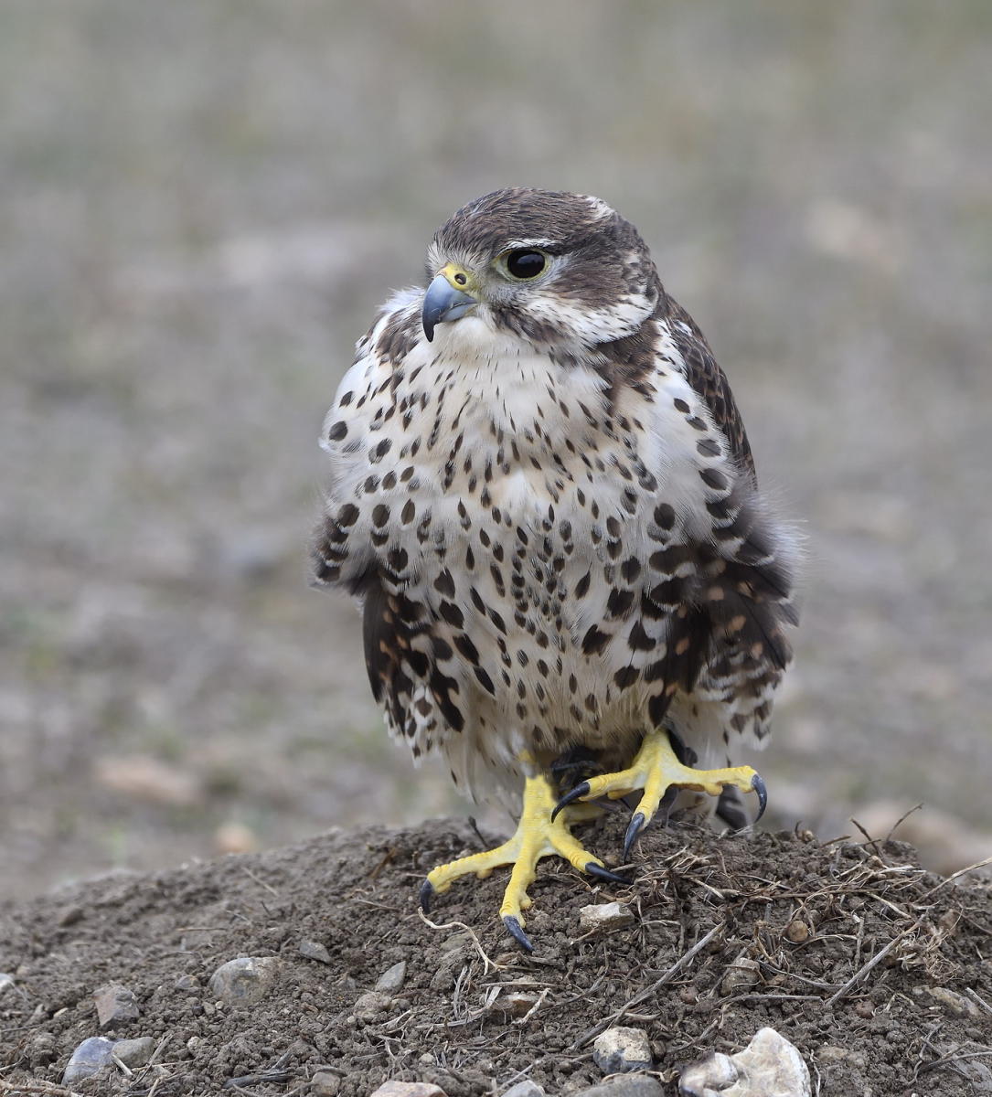 DSC_13636_1A3 - Prairie Falcon