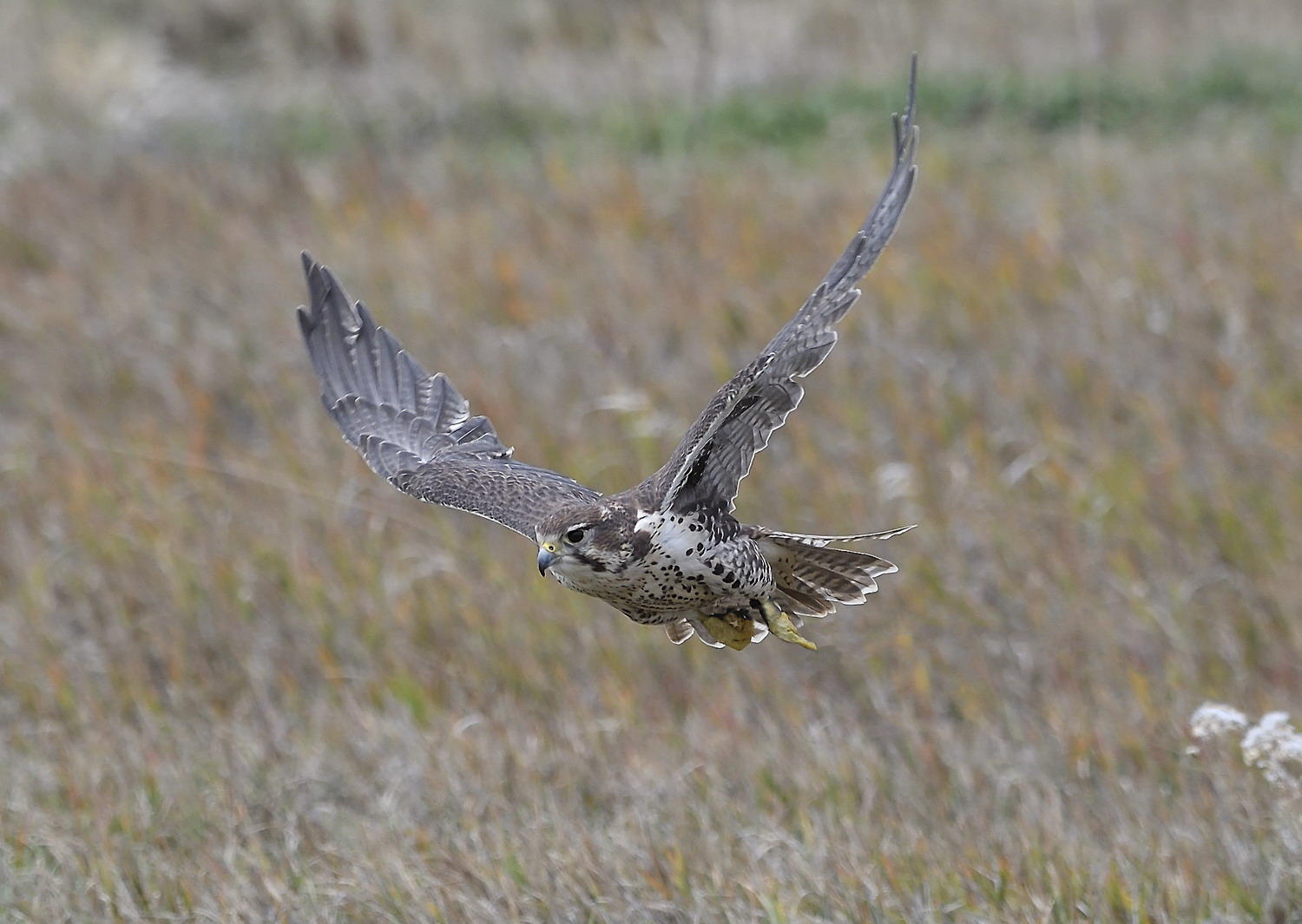 DSC_13689_1A4 - Prairie Falcon