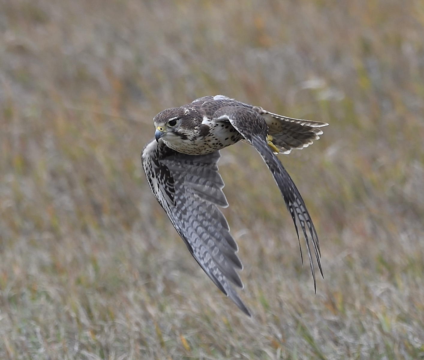 DSC_13690_1A4 - Prairie Falcon