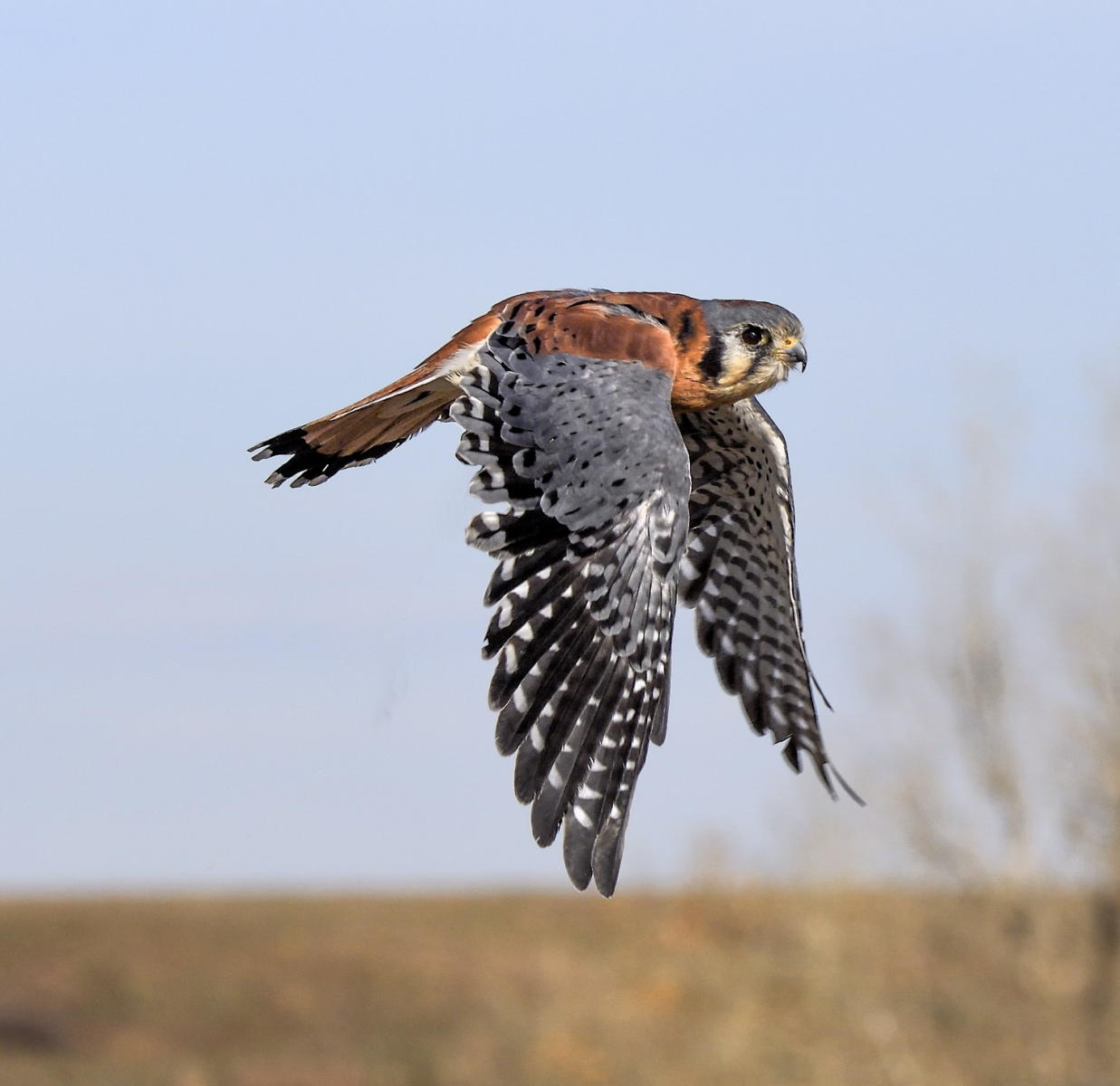 DSC_13738_1A4 - American Kestral