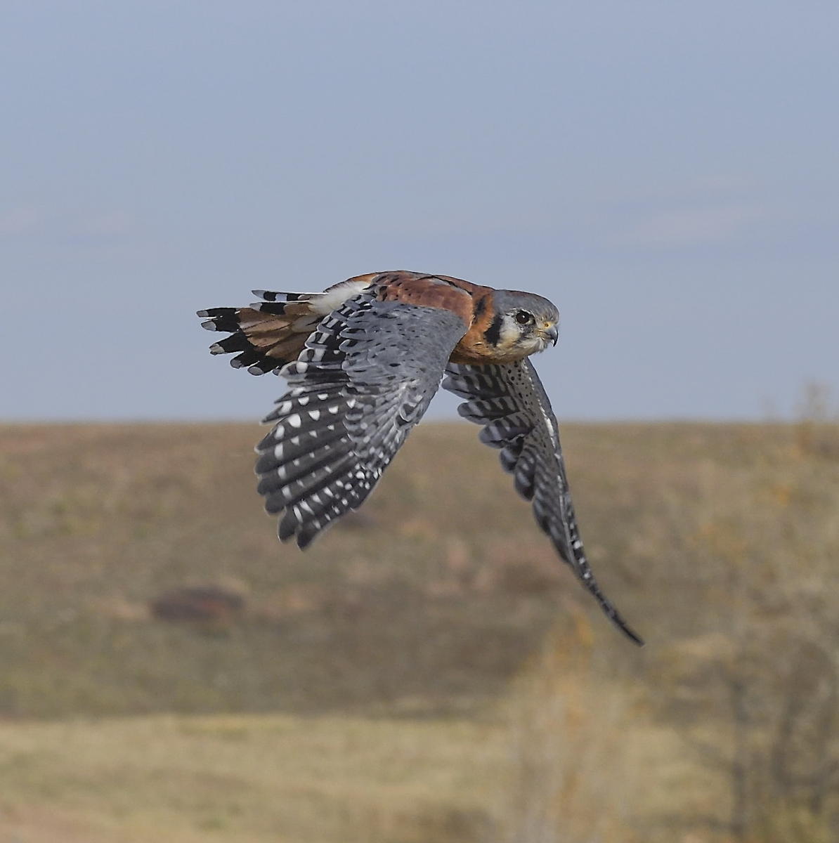 DSC_13859_1A4 - American Kestral