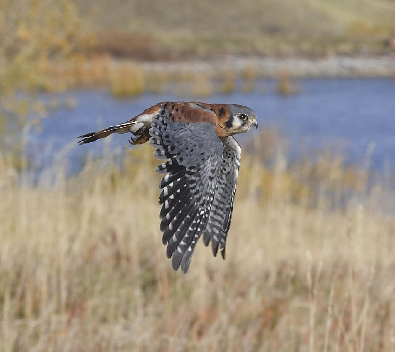 DSC_13888_1A4 - American Kestral