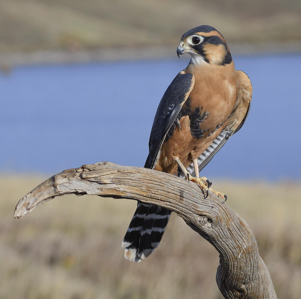 DSC_14197_1A4 - Aplomado Falcon