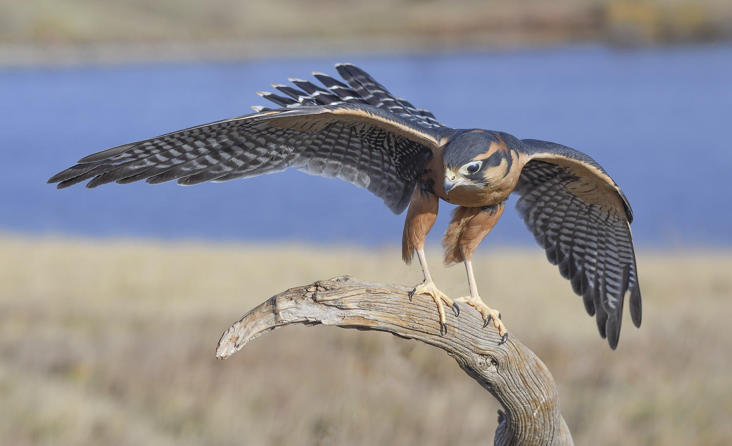 DSC_14250_1A4 - Aplomado Falcon