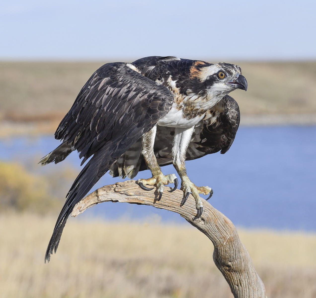 DSC_14307_1A4 - Osprey