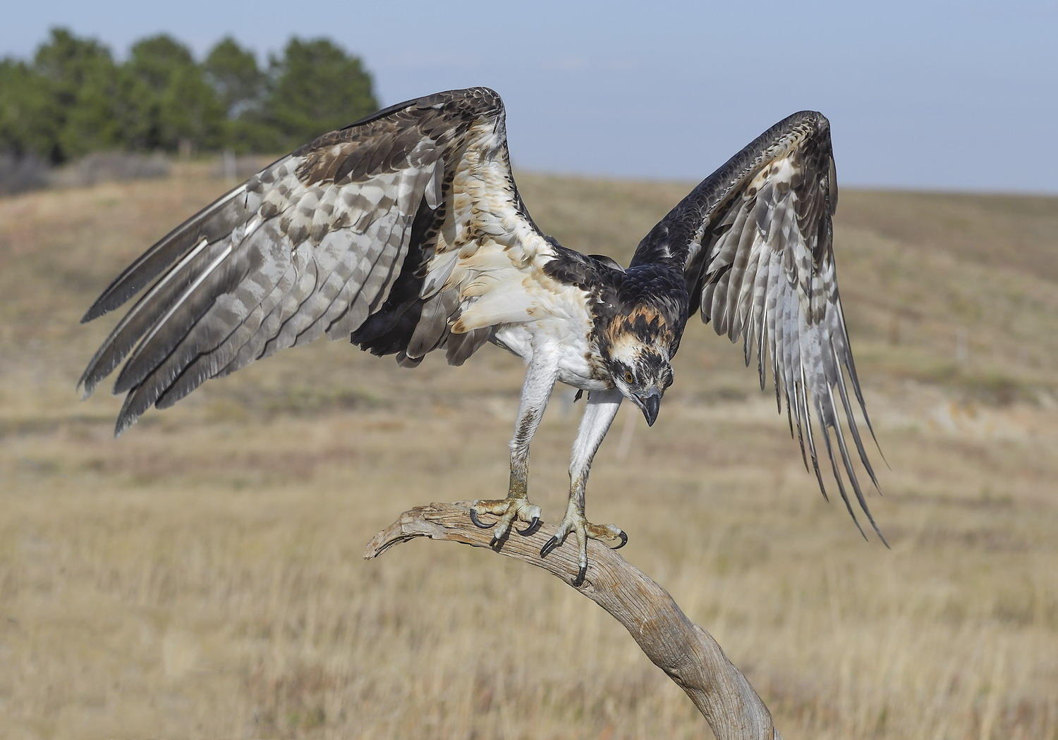 DSC_14373_1A4 - Osprey