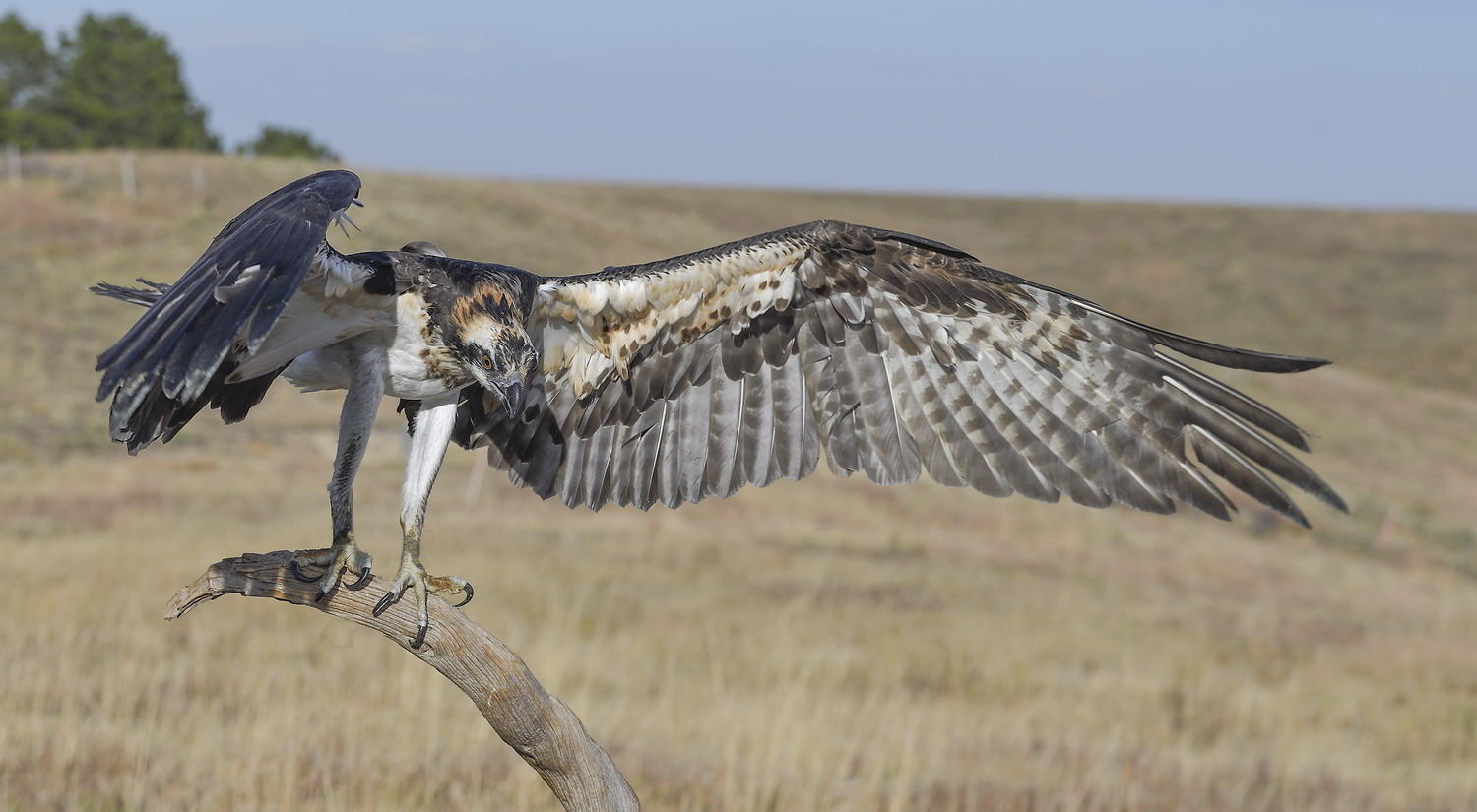 DSC_14375_1A4 - Osprey