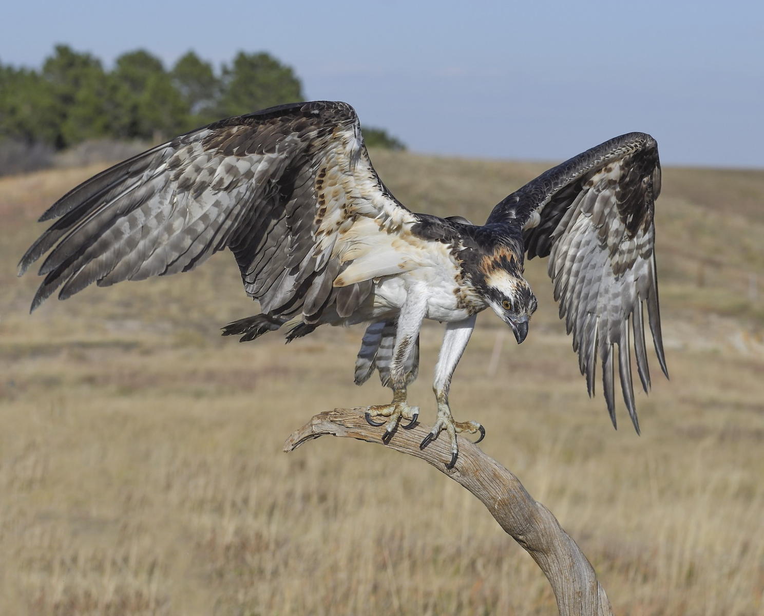 DSC_14379_1A4 - Osprey