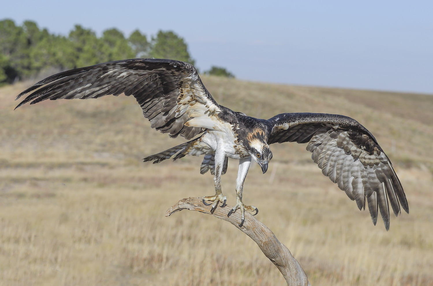 DSC_14387_1A4 - Osprey