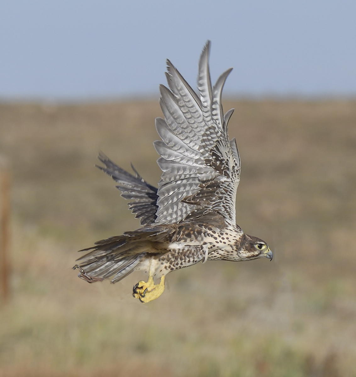 DSC_14475_1A4 - Prairie Falcon