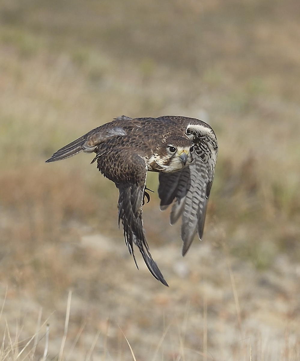 DSC_14514_1A4 - Swainson's Hawk