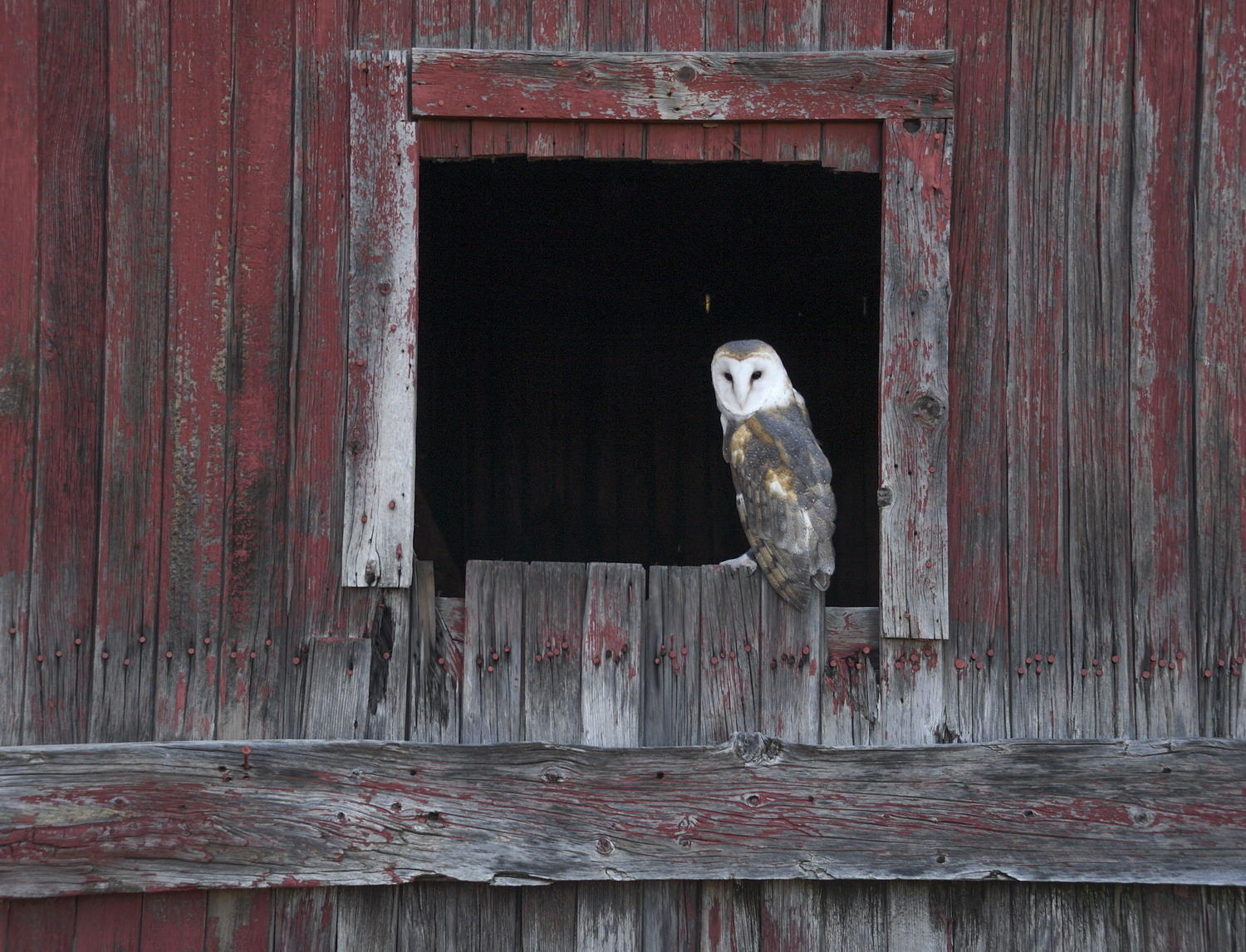 DSC_15100_1A2 - Barn Owl