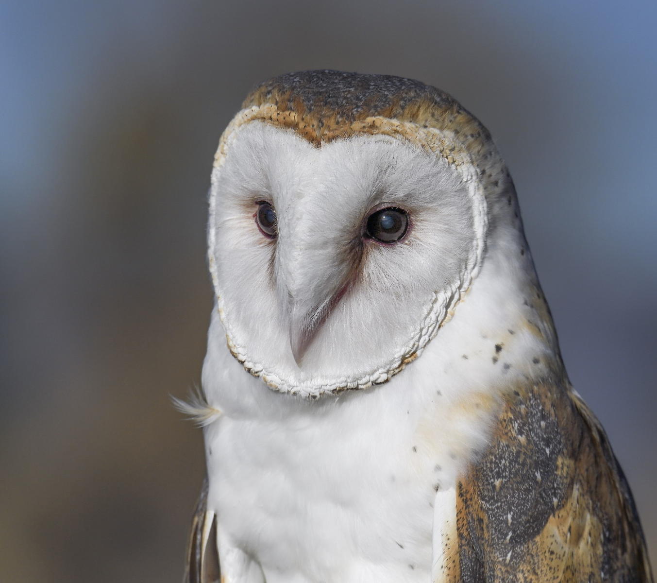 DSC_15386_1A2 - Barn Owl