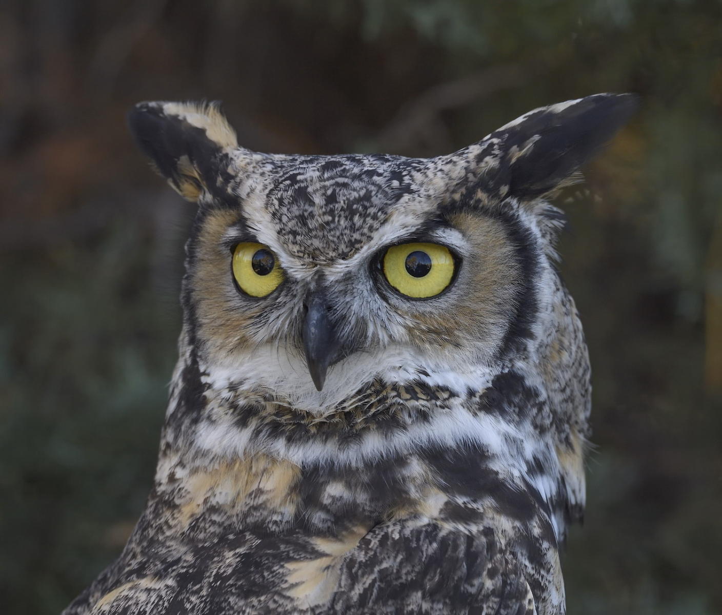 DSC_15528_1A2 - Great Horned Owl