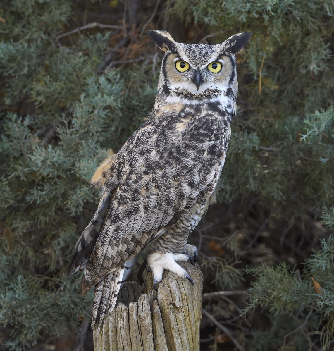 DSC_15531_1A3 - Great Horned Owl
