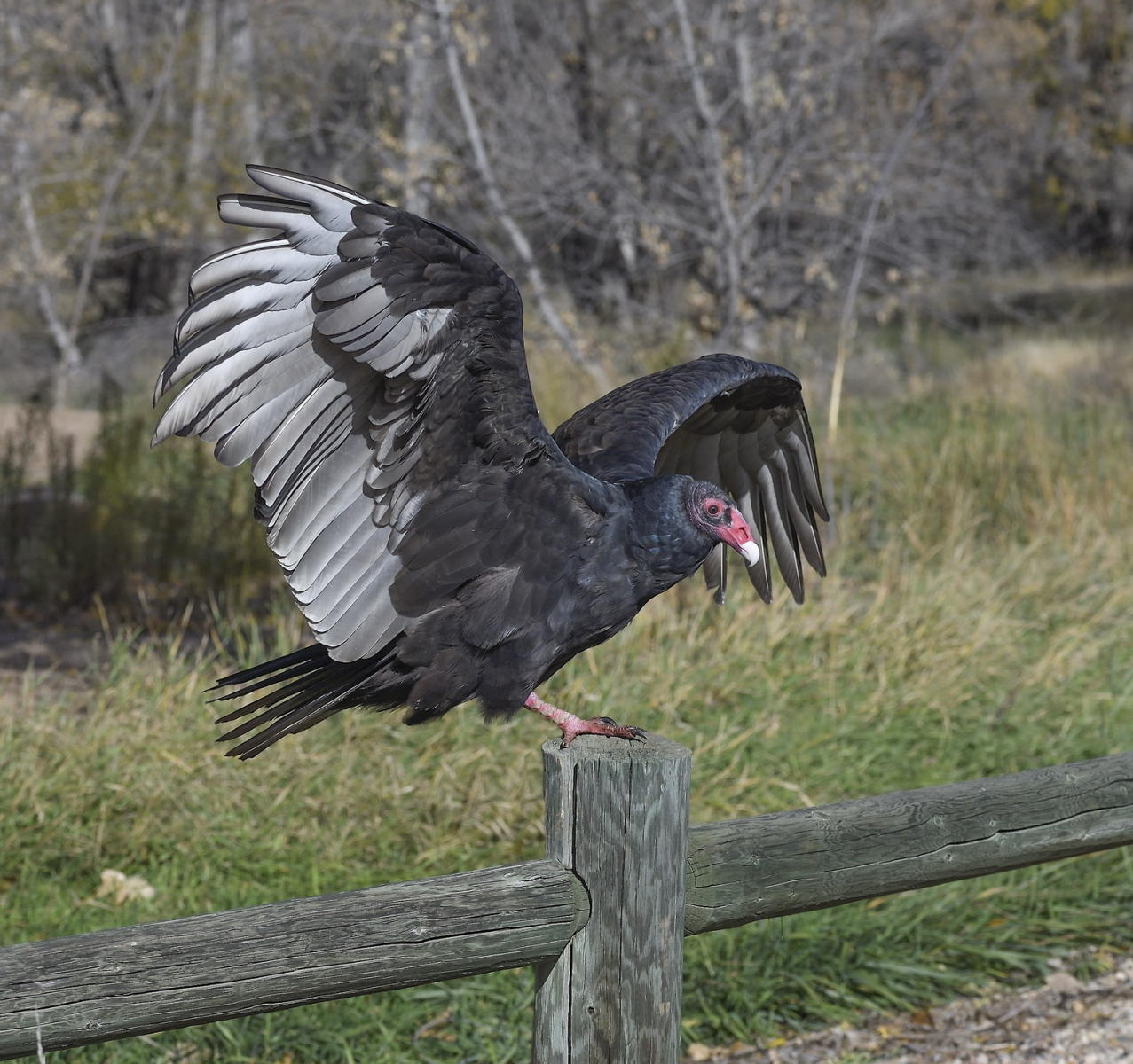 DSC_15606_1A3 - Turkey Vulture