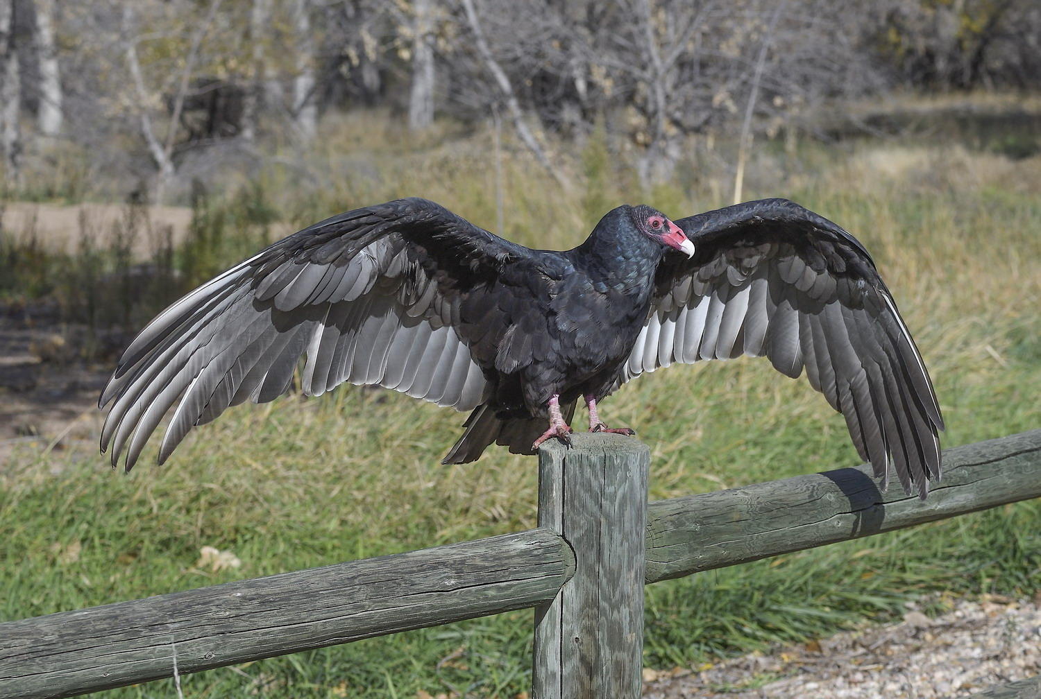 DSC_15628_1A3 - Turkey Vulture
