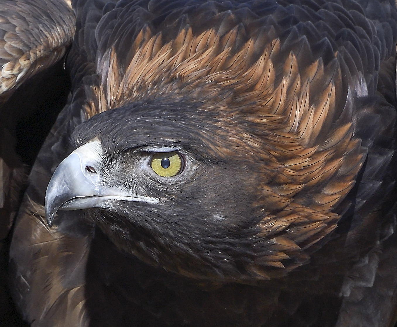 DSC_16066_1A2 - Golden Eagle