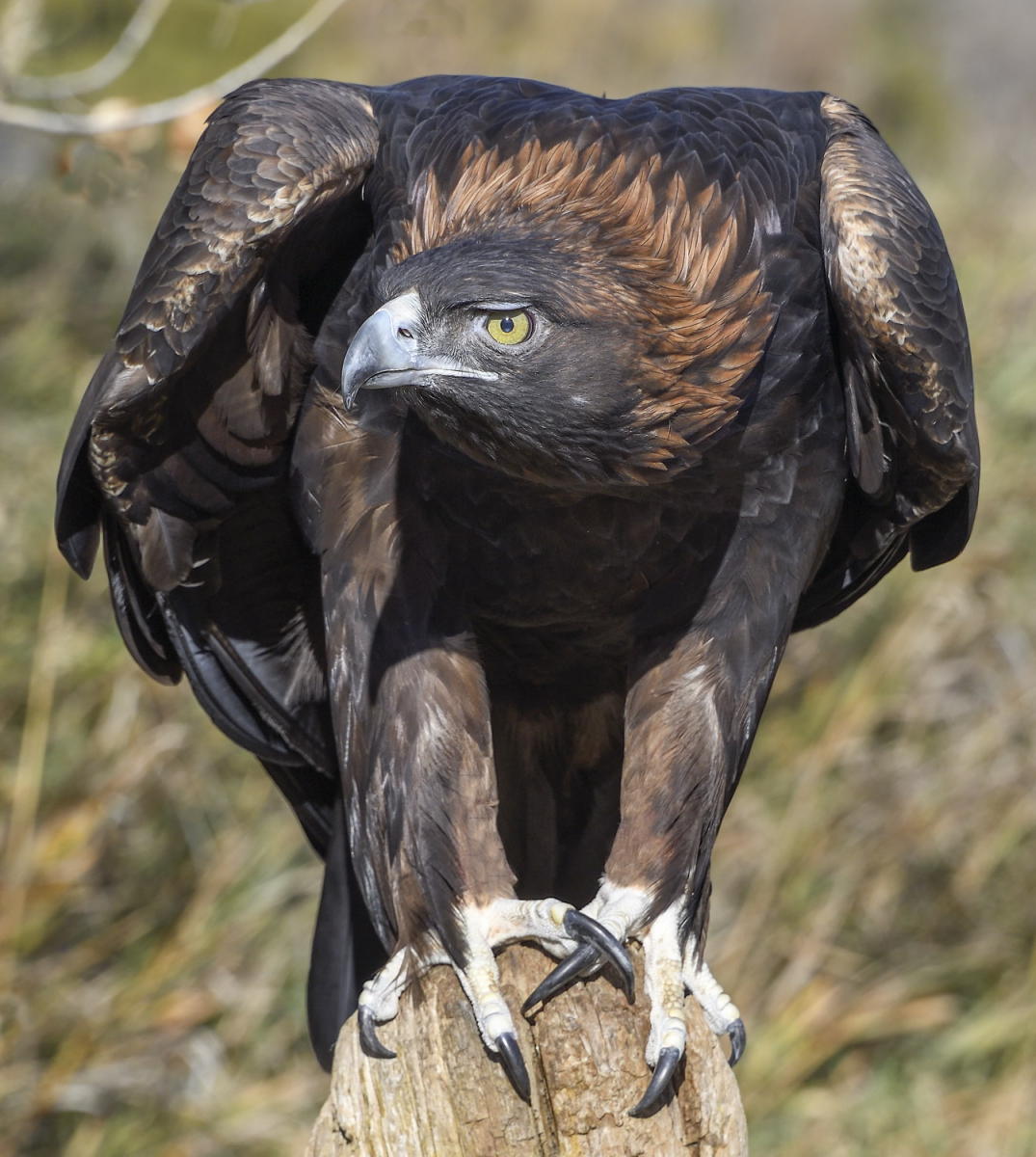 DSC_16067_1A3 - Golden Eagle