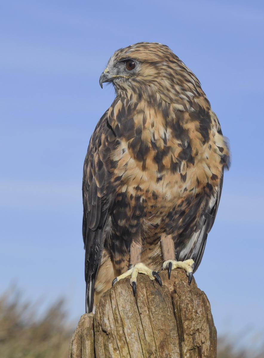 DSC_16245_1A3 - Rough-Legged Hawk