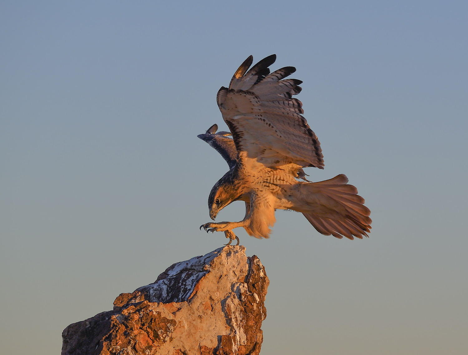 DSC_17522_1A3 - Red Tailed Hawk