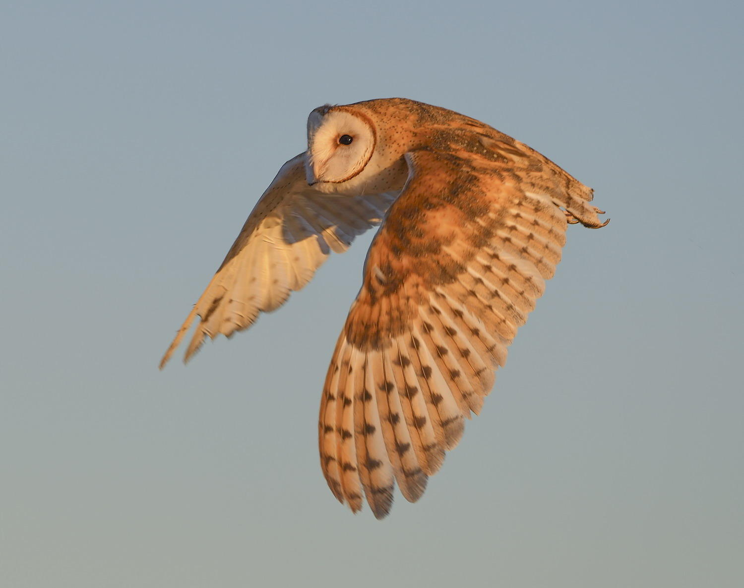 DSC_17586_1A3 - Barn Owl