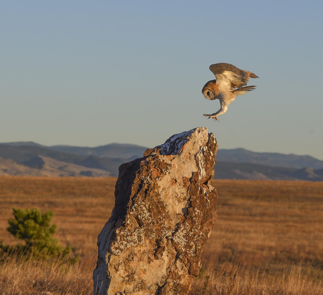 DSC_17689_1A3 - Barn Owl