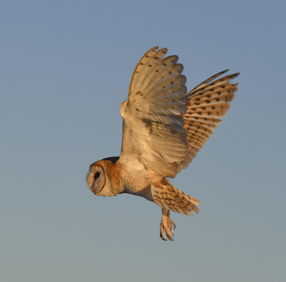 DSC_17792_1A4 - Barn Owl