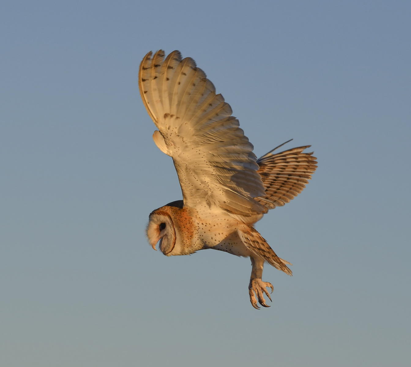 DSC_17805_1A4 - Barn Owl